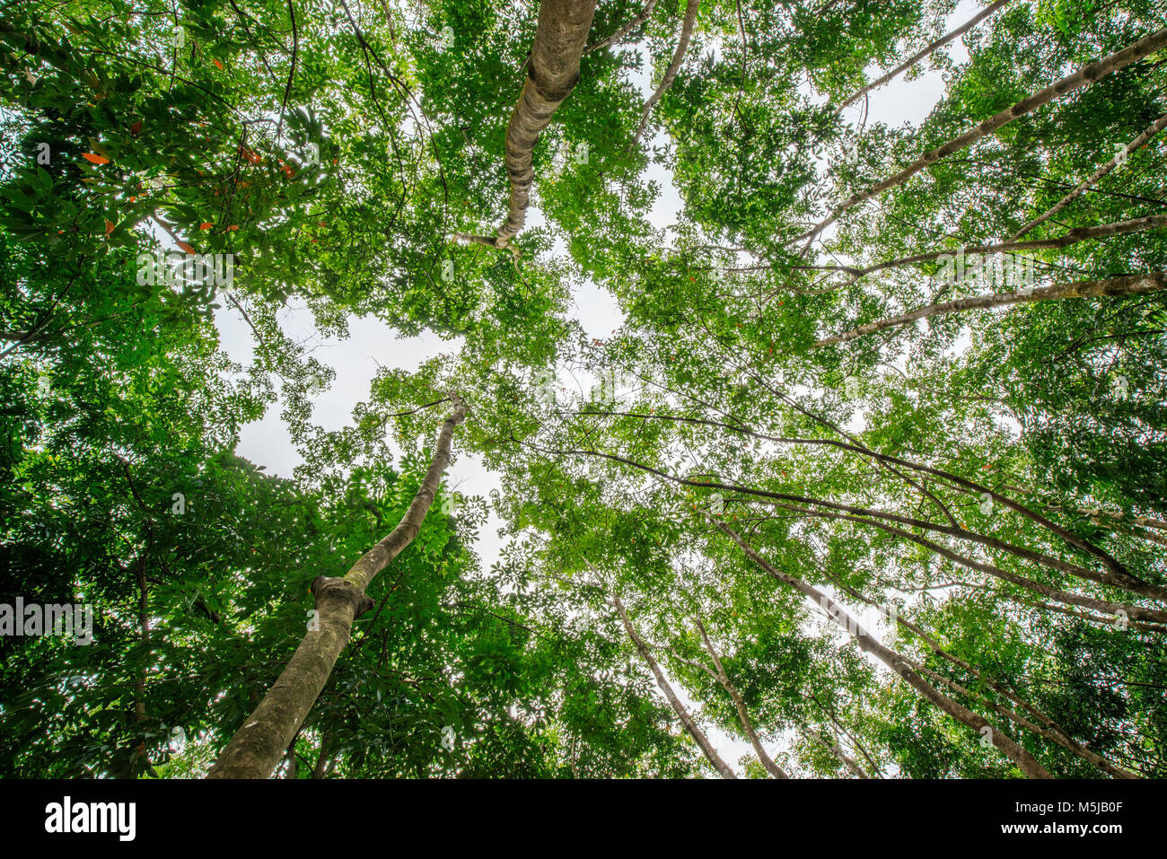 Top of rubber tree and rubber leaf and rubber plantation tree