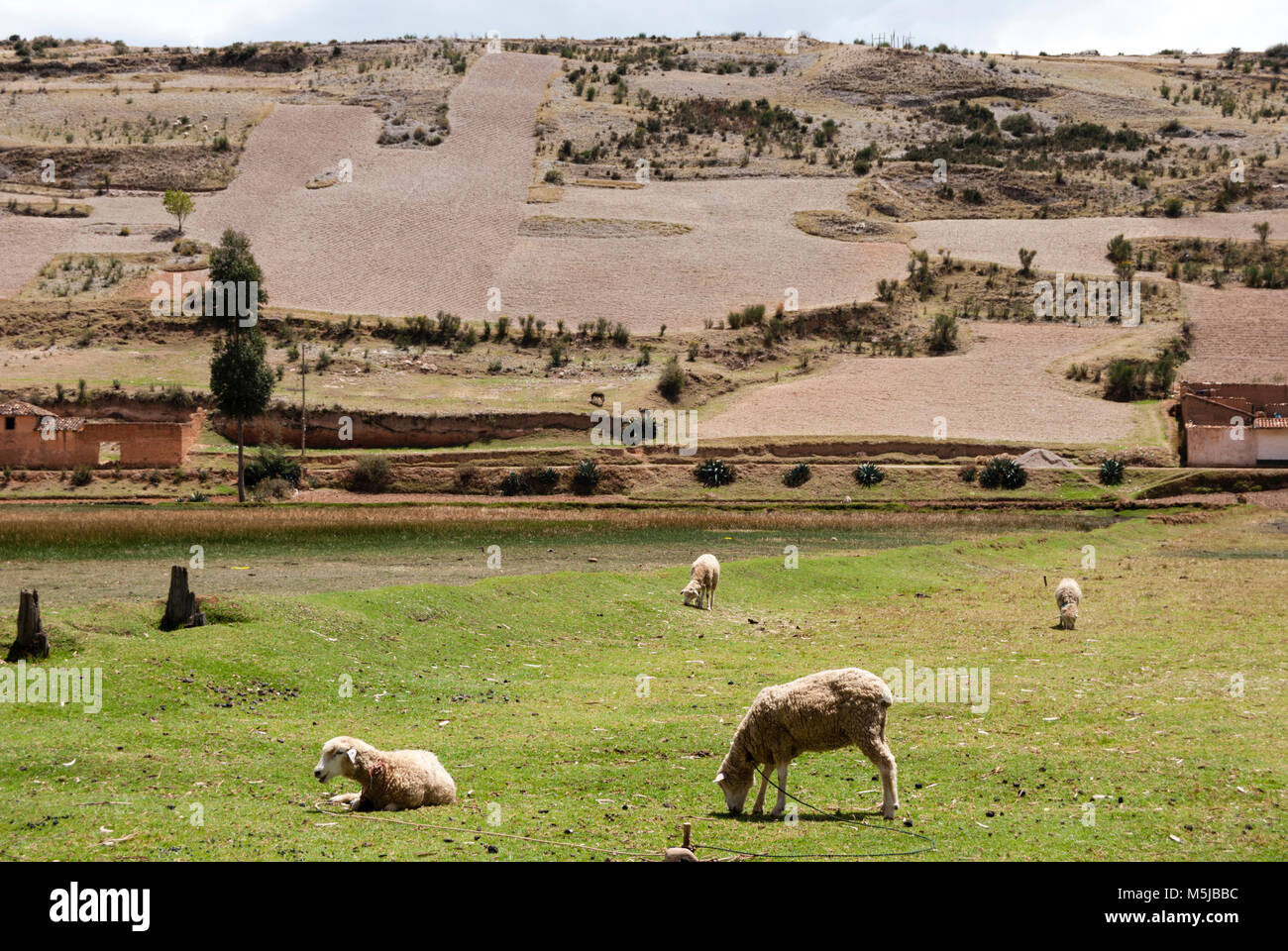 Ovejas en pastizal / Sheep on pastureland Stock Photo