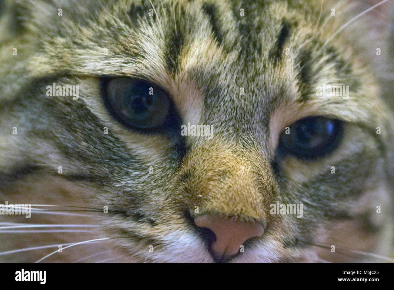 A cat sits still to have its photo taken. Stock Photo