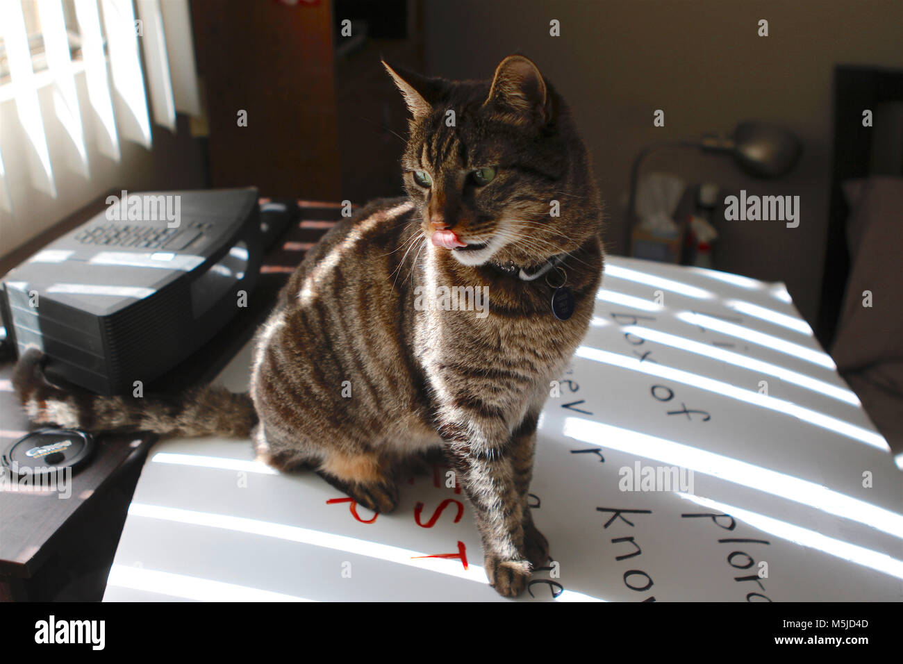 Tabby cat enjoys a sunny day by the window Stock Photo - Alamy