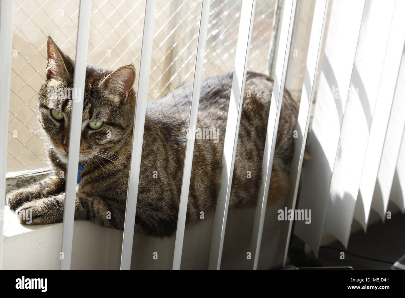 Tabby cat enjoys a sunny day by the window Stock Photo - Alamy