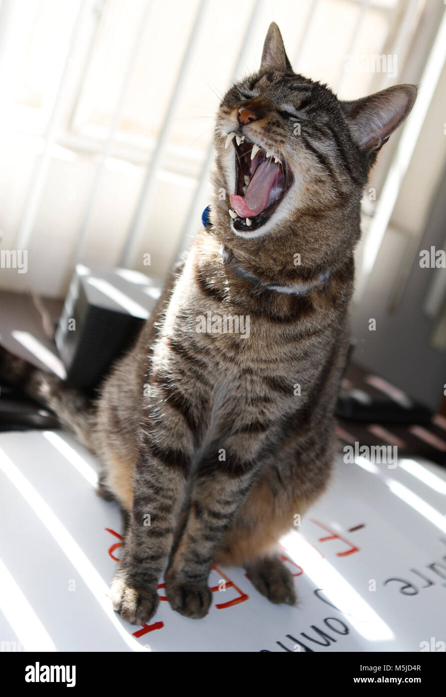 Tabby cat enjoys a sunny day by the window Stock Photo - Alamy