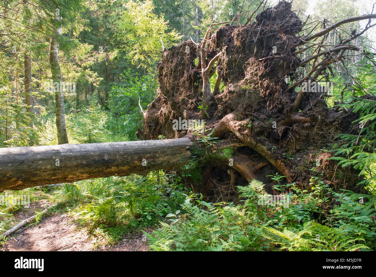 A large tree with a powerful root system fell after a hurricane Stock Photo