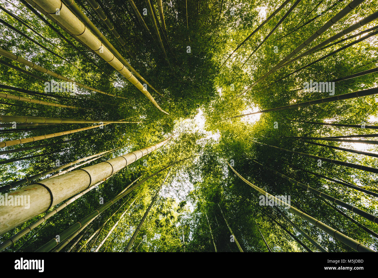 Bamboo forest aerial hires stock photography and images Alamy