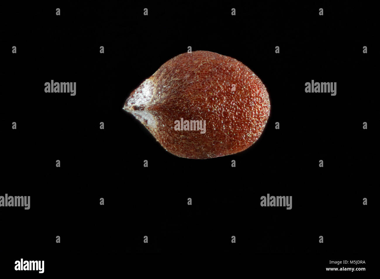 Origanum majorana, Marjoram, Majoran, seed, close up, seed size 0.8 mm Stock Photo
