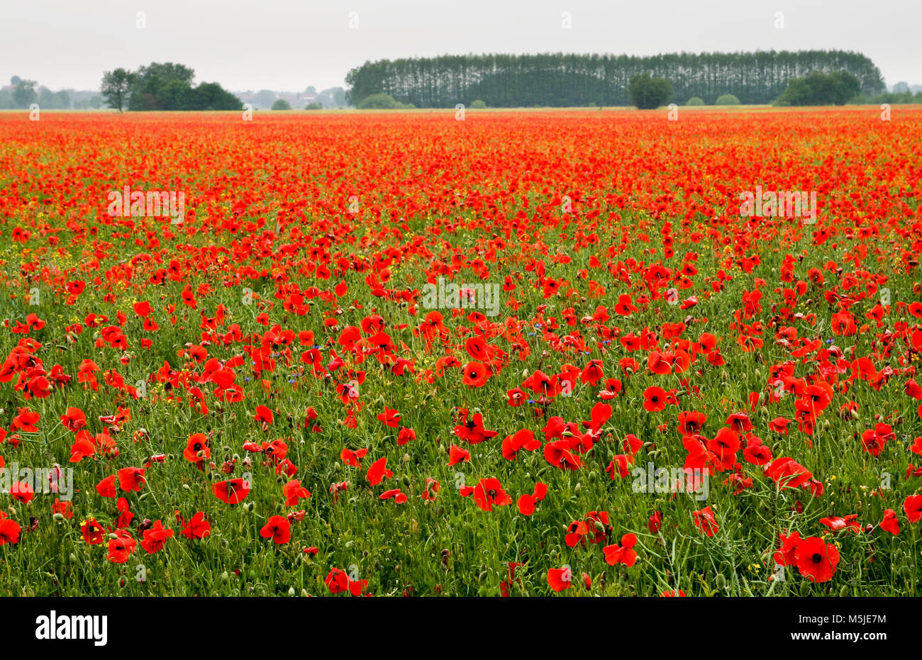 Field of red poppies with blue sky and forest in the background Stock ...
