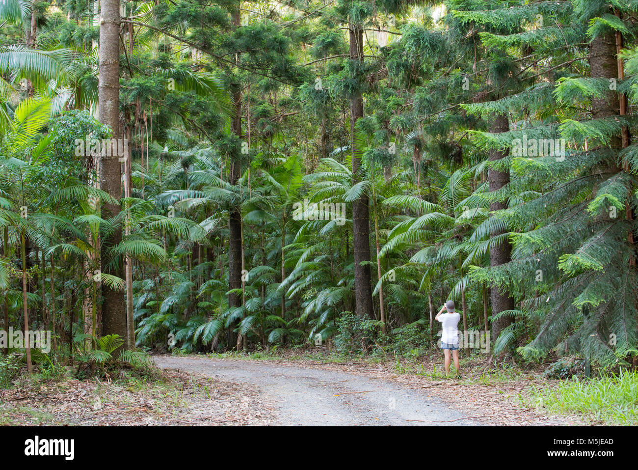 A person standing on a dirt road photographing tall Hoop Pine Trees  (Araucaria cunninghamii) and Bangalow Palms in the Yarriabini National Park, NSW Stock Photo