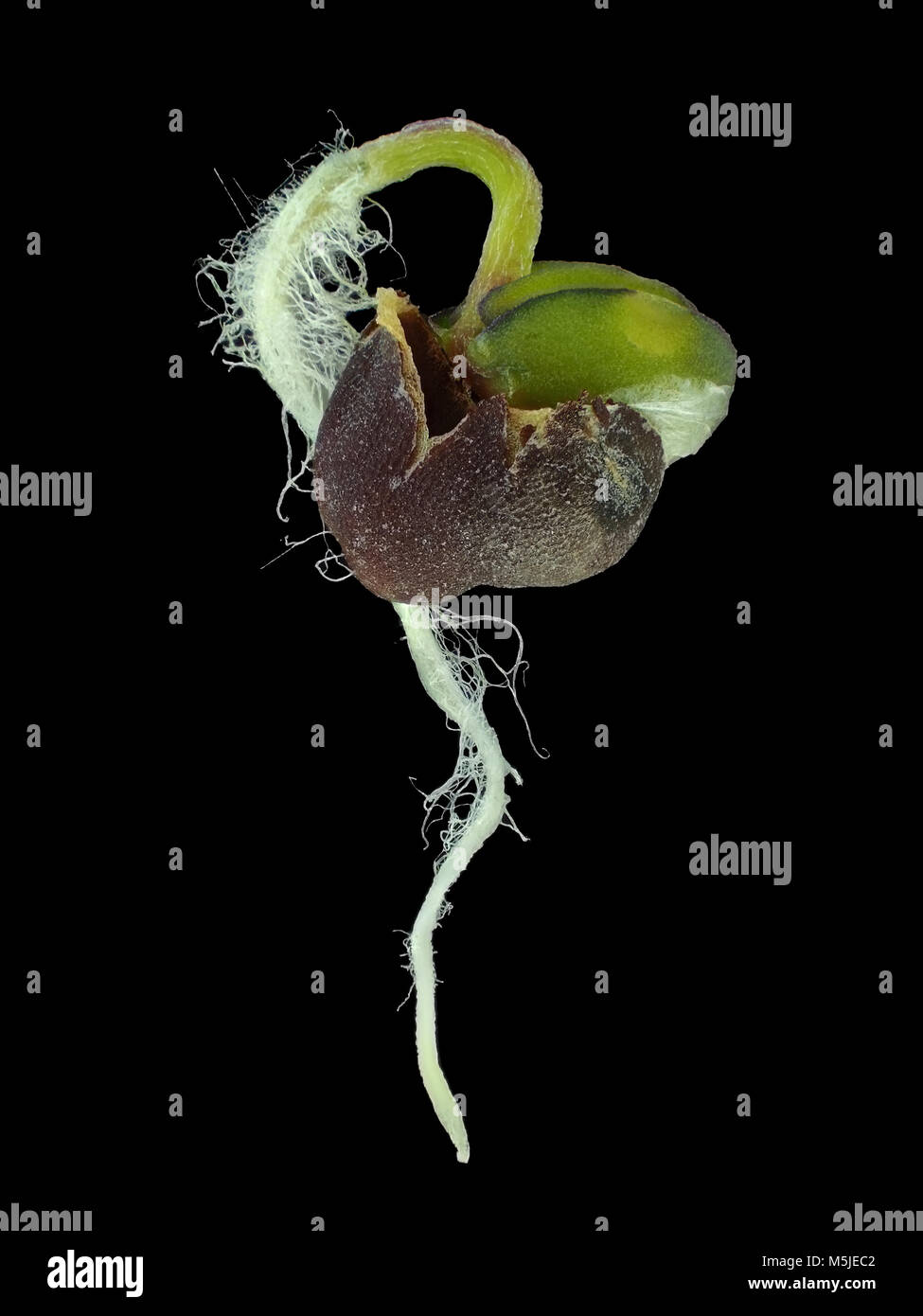 Reflected light micrograph of young turnip sprout Stock Photo