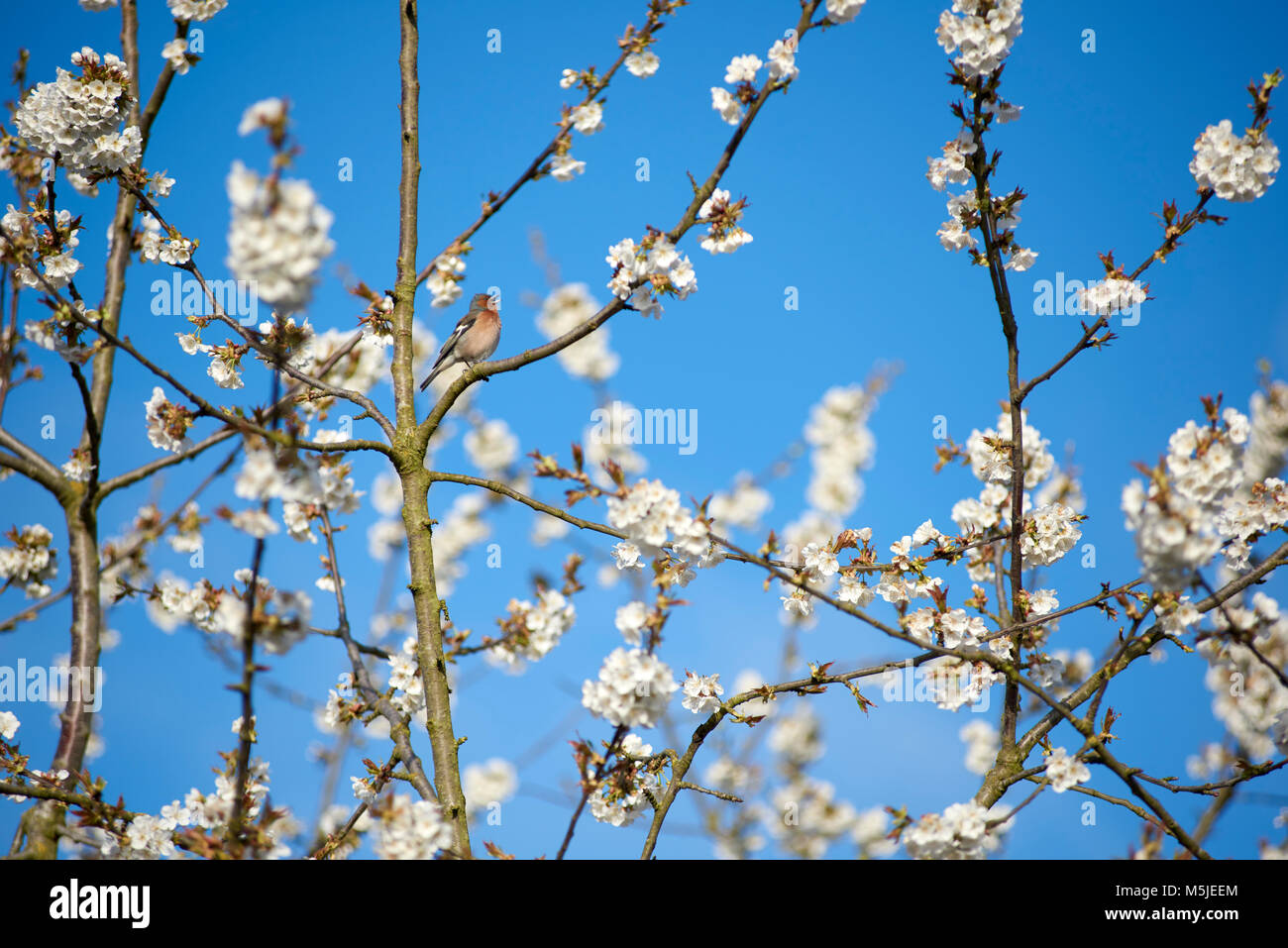 Buchfink im Kirschenbaum Stock Photo