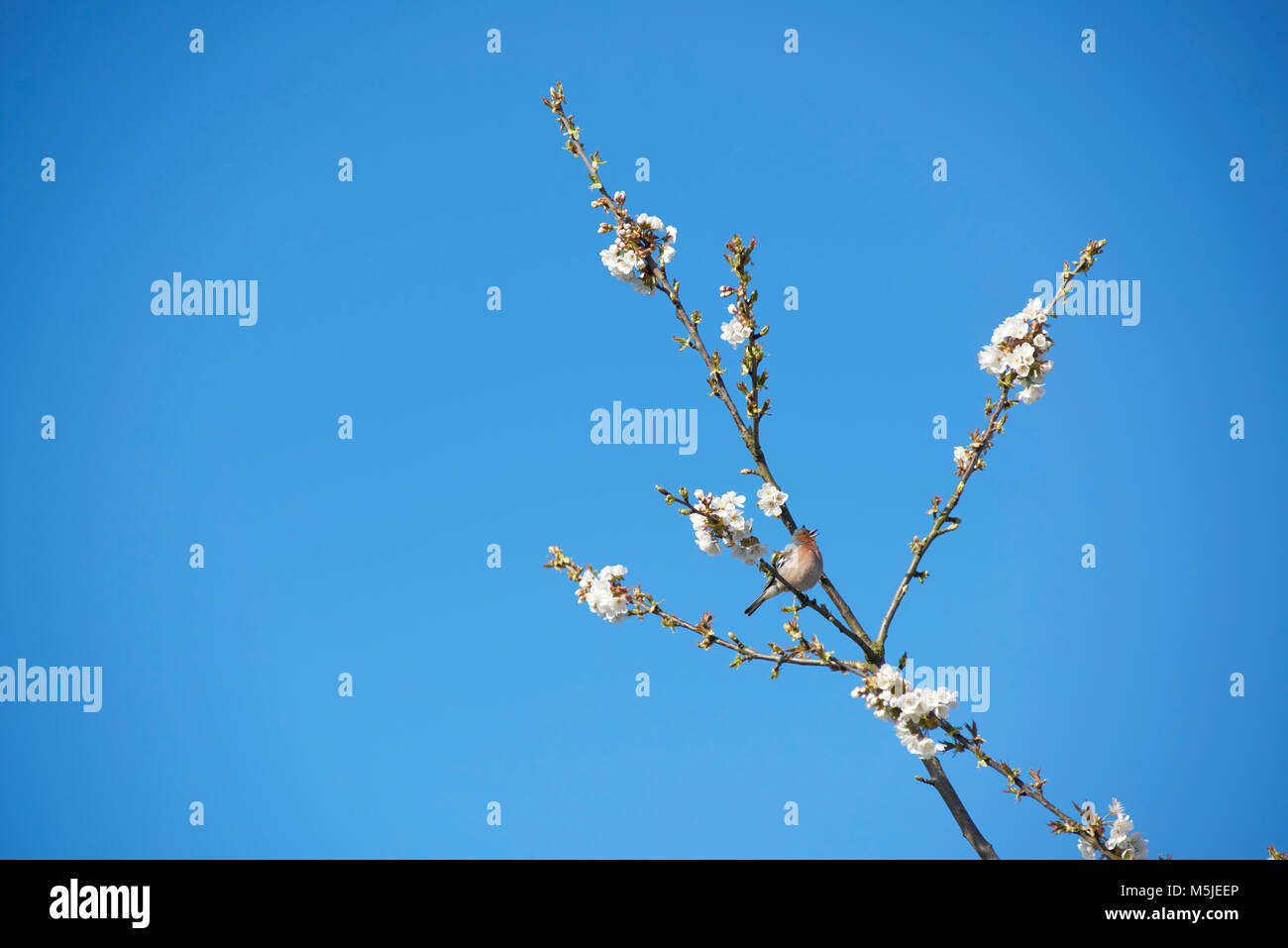 Buchfink im Kirschenbaum Stock Photo