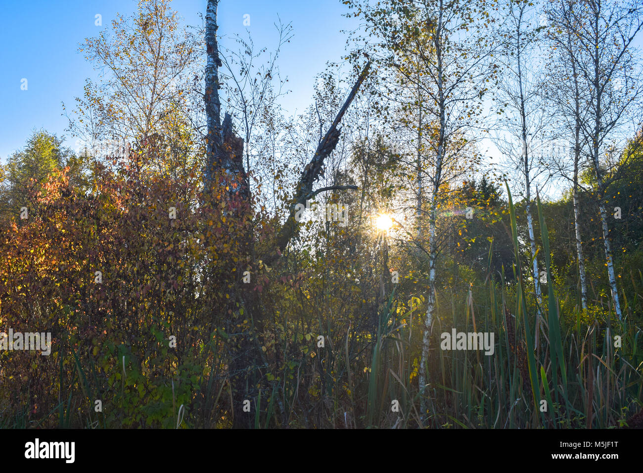 View over beautiful landscape with trees, sun is shining through trees ...