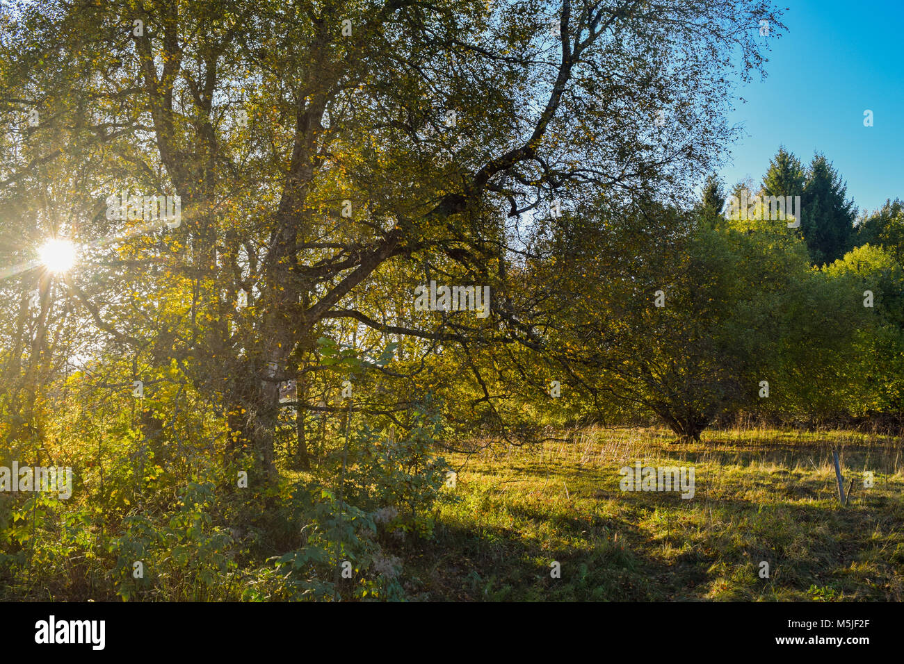 View over beautiful landscape with trees, sun is shining through trees ...