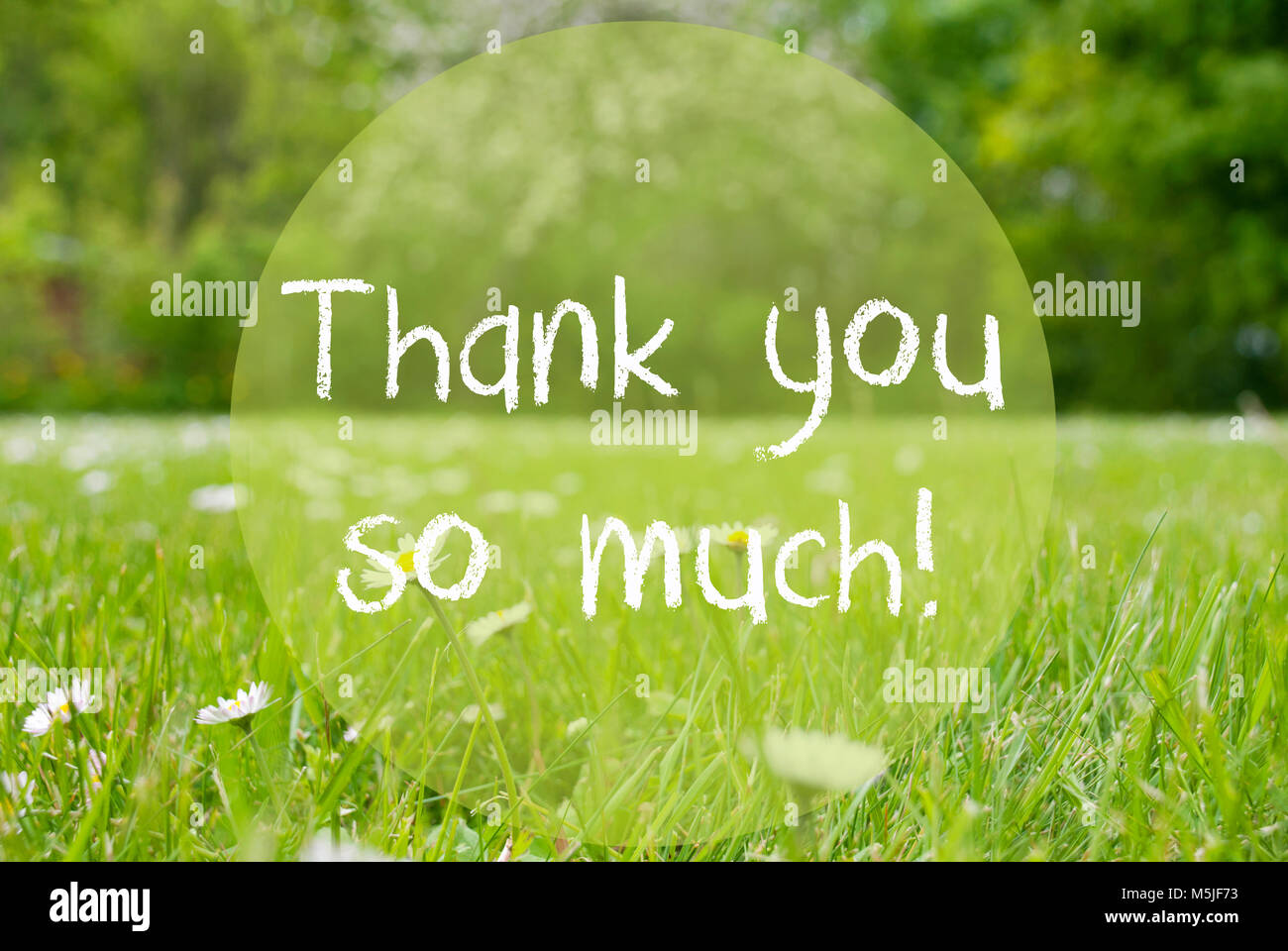 Thank you flowers image hi-res stock photography and images - Alamy