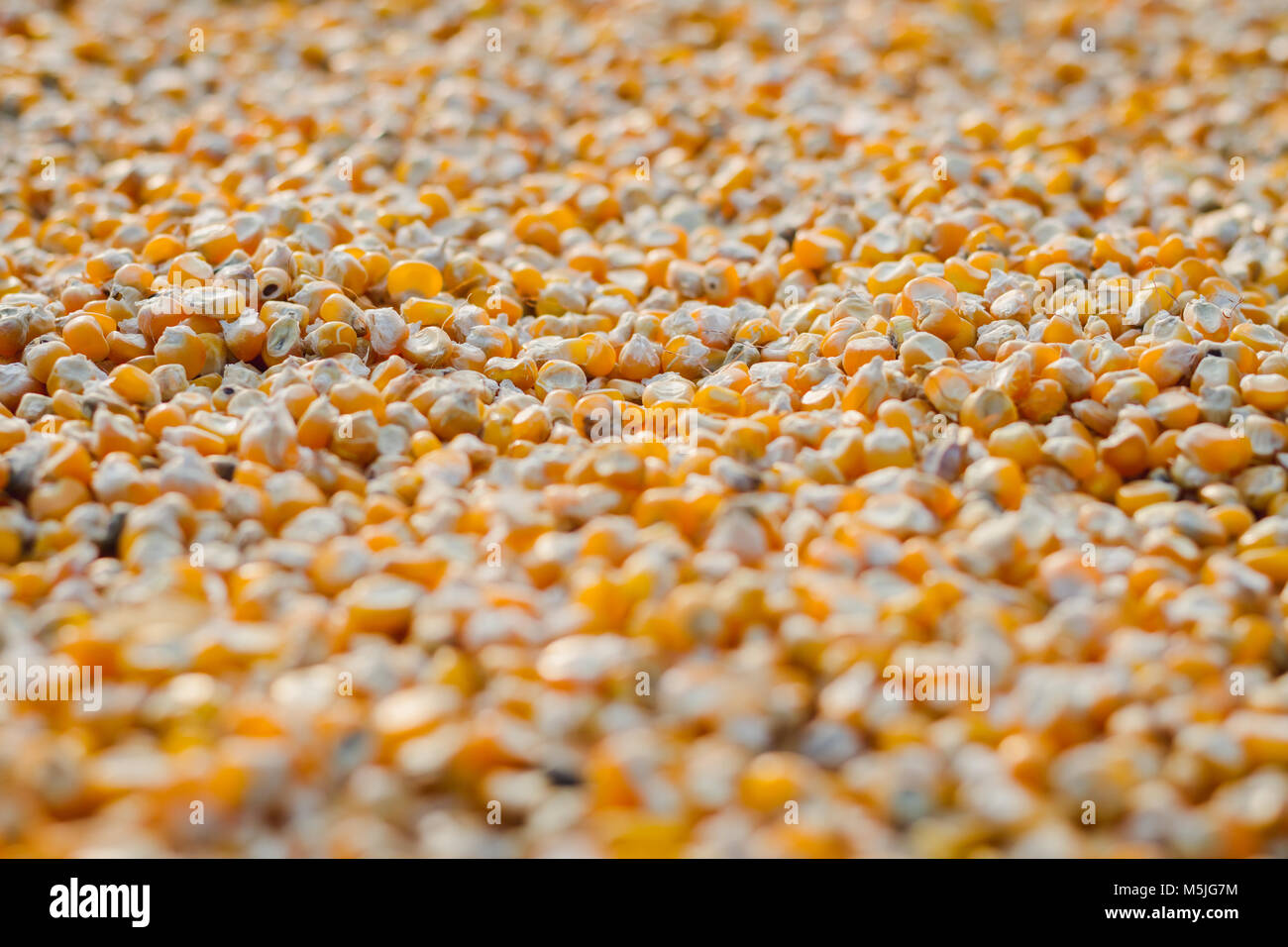 Corn Gurunge Background High Resolution Stock Photography and Images