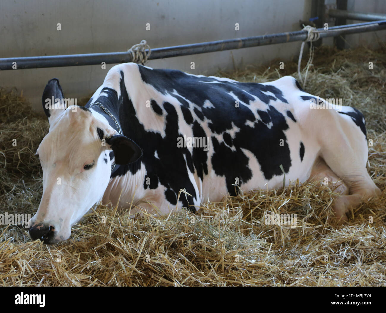 very large cow lying in the straw mattress of a cattle breeding farm Stock Photo
