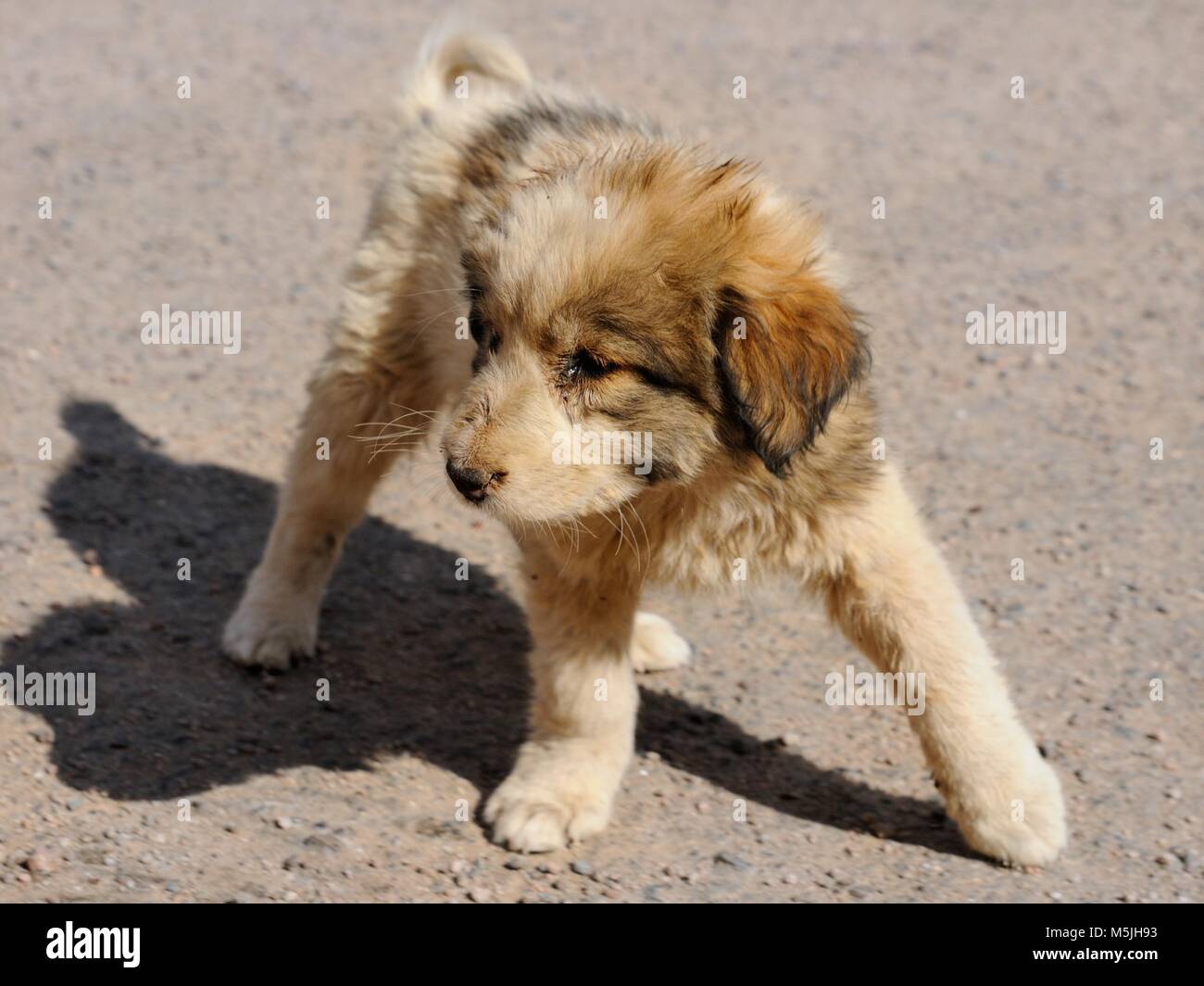 A cute puppy is taking its first steps, Aqaba, Jordan Stock Photo