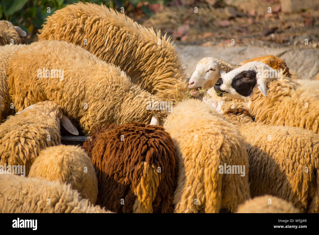 Flock merino sheep australia hires stock photography and images Alamy
