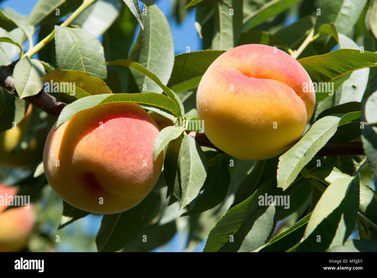 Peaches in Montreal, QC – IN PHOTOS