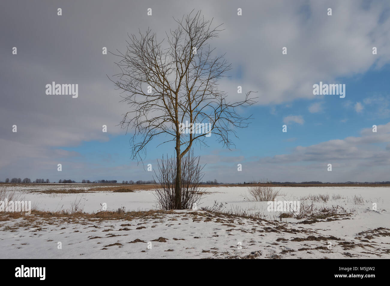 Single tree in the fields hi-res stock photography and images - Alamy
