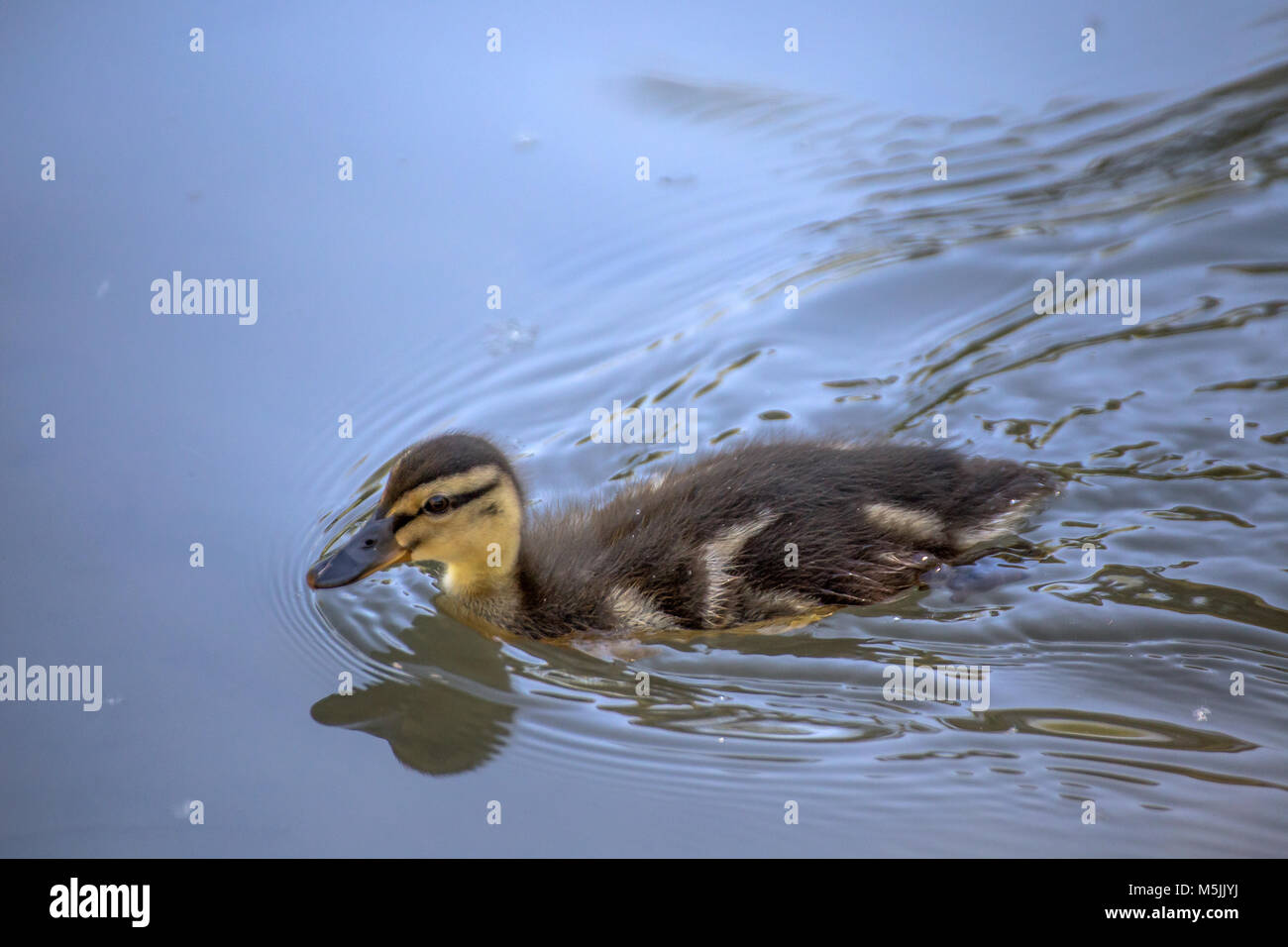 Young duck swimming Stock Photo - Alamy