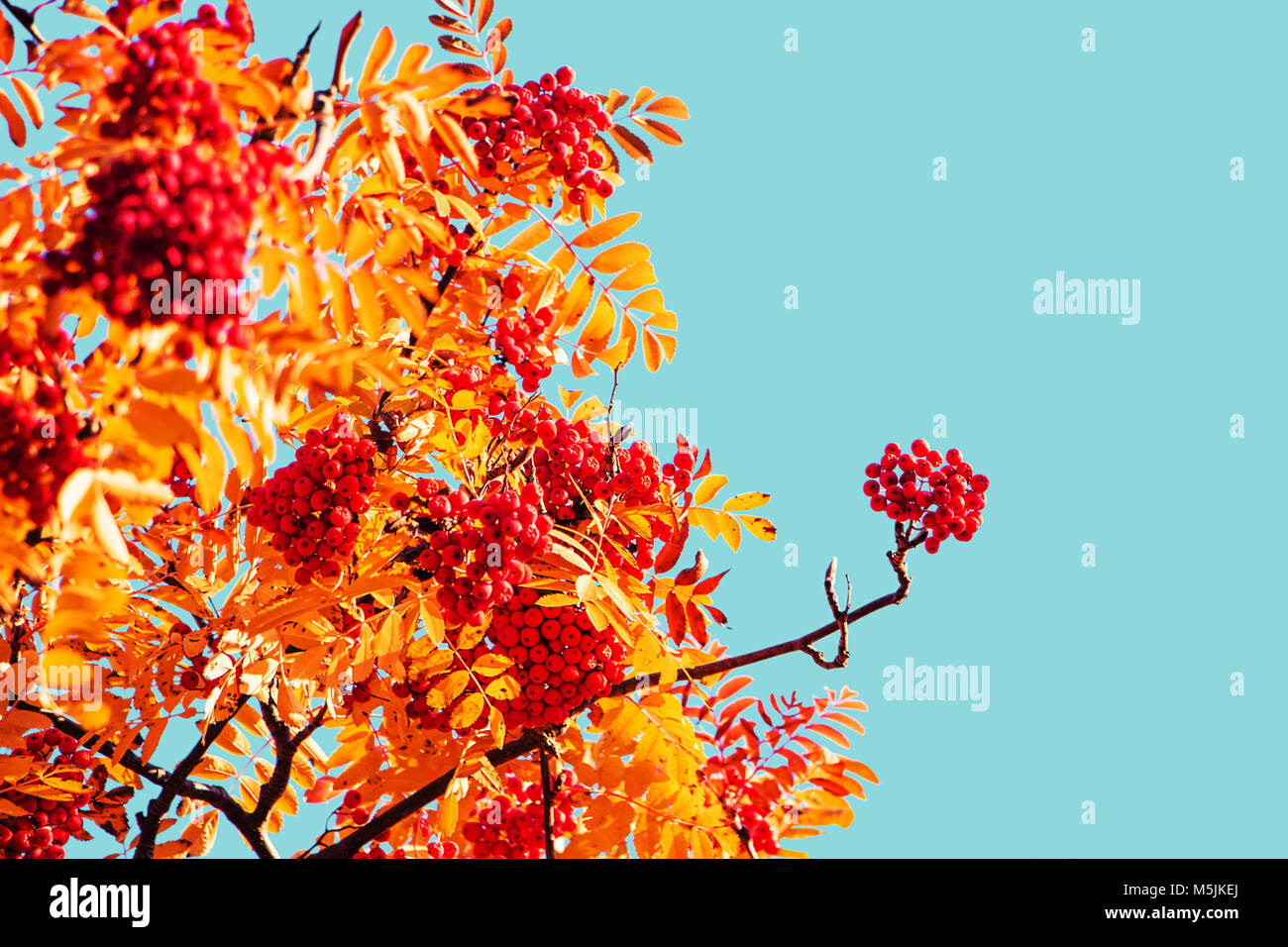 Red berries and yellow leaves on a rowan tree in october. Sunny autumn afternoon. Stock Photo