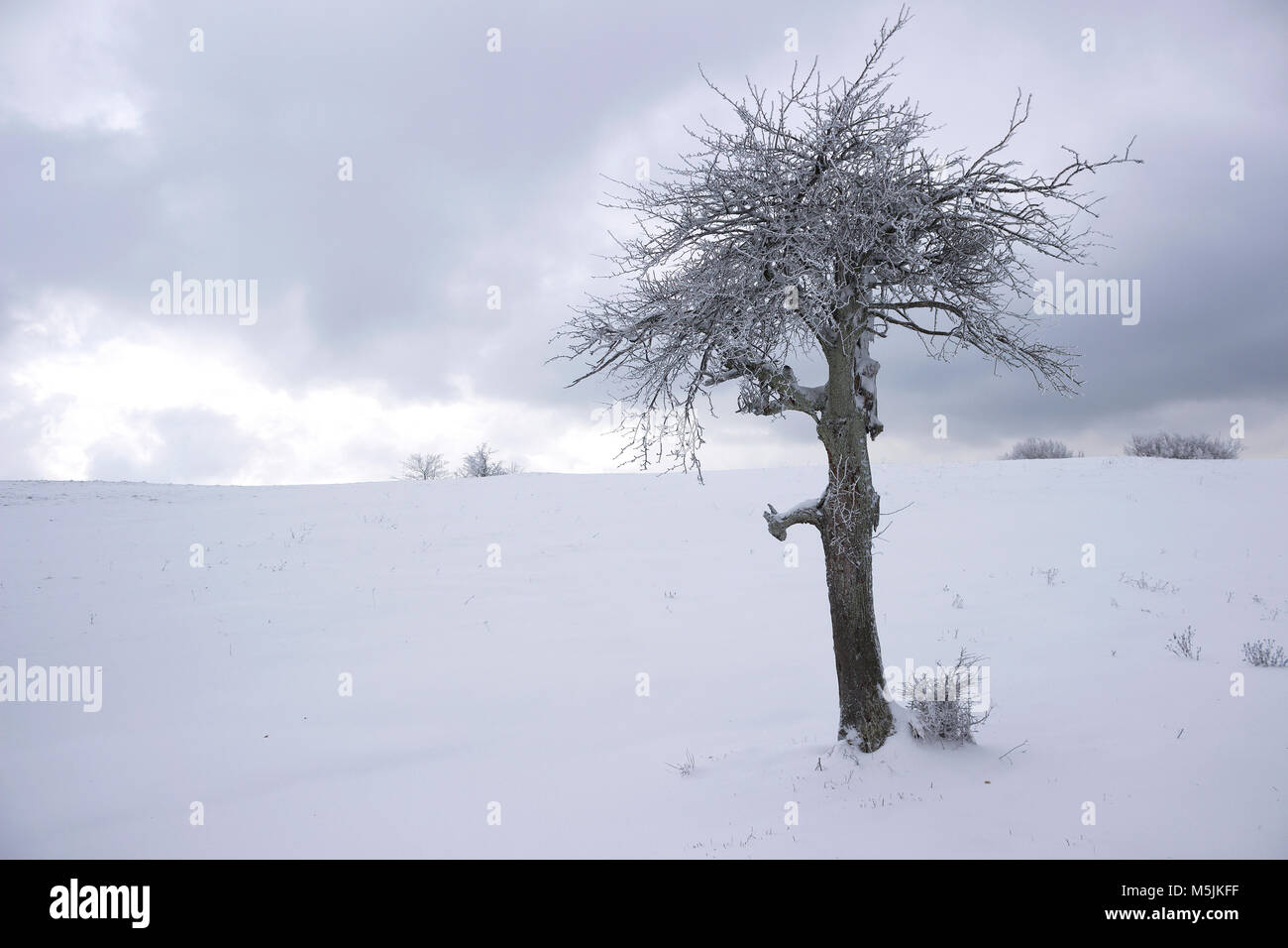 Lonely winter tree covered with frost Stock Photo - Alamy
