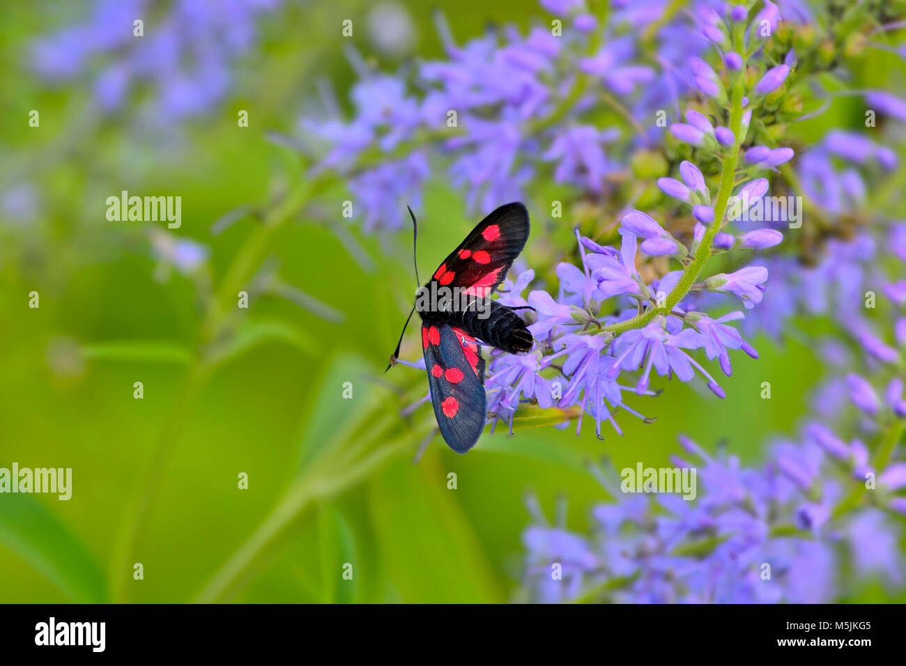Butterfly Zygaena filipendulae with bright red spots on wings close up on blue veronica fower sitting. Beautiful summer green blurred background with  Stock Photo