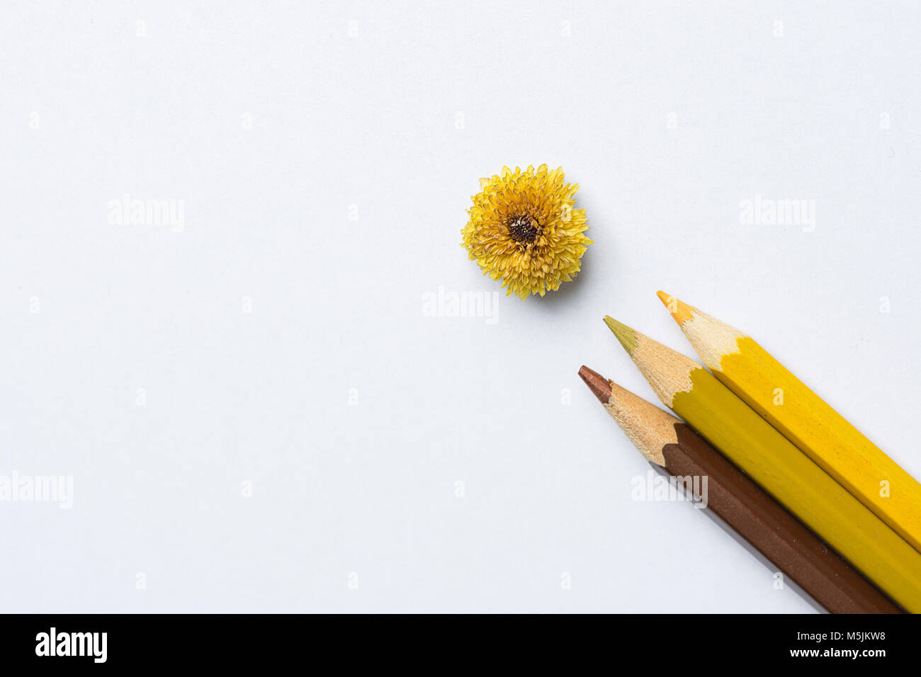 Small Pretty Daisy Flower on White Paper Background. Color Palette of Yellow Brown Green Multicolored Pencils. Imitation of Drawing. Easter Mothers Da Stock Photo