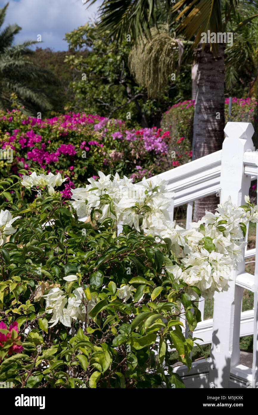 Bougainvillea plants at the entrance to the Fairview Great House on St Kitts Stock Photo
