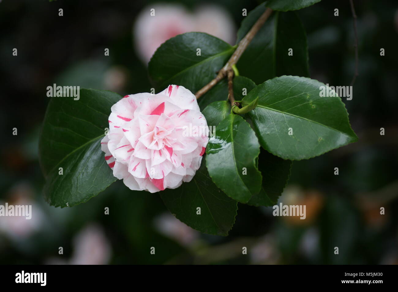 Camellia japonica cultivar Stock Photo