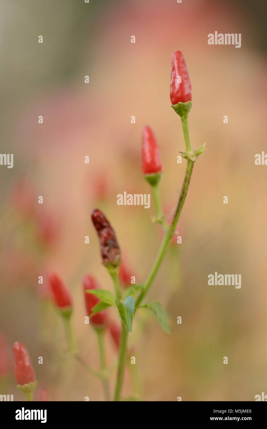 chili pepper tree Stock Photo Alamy