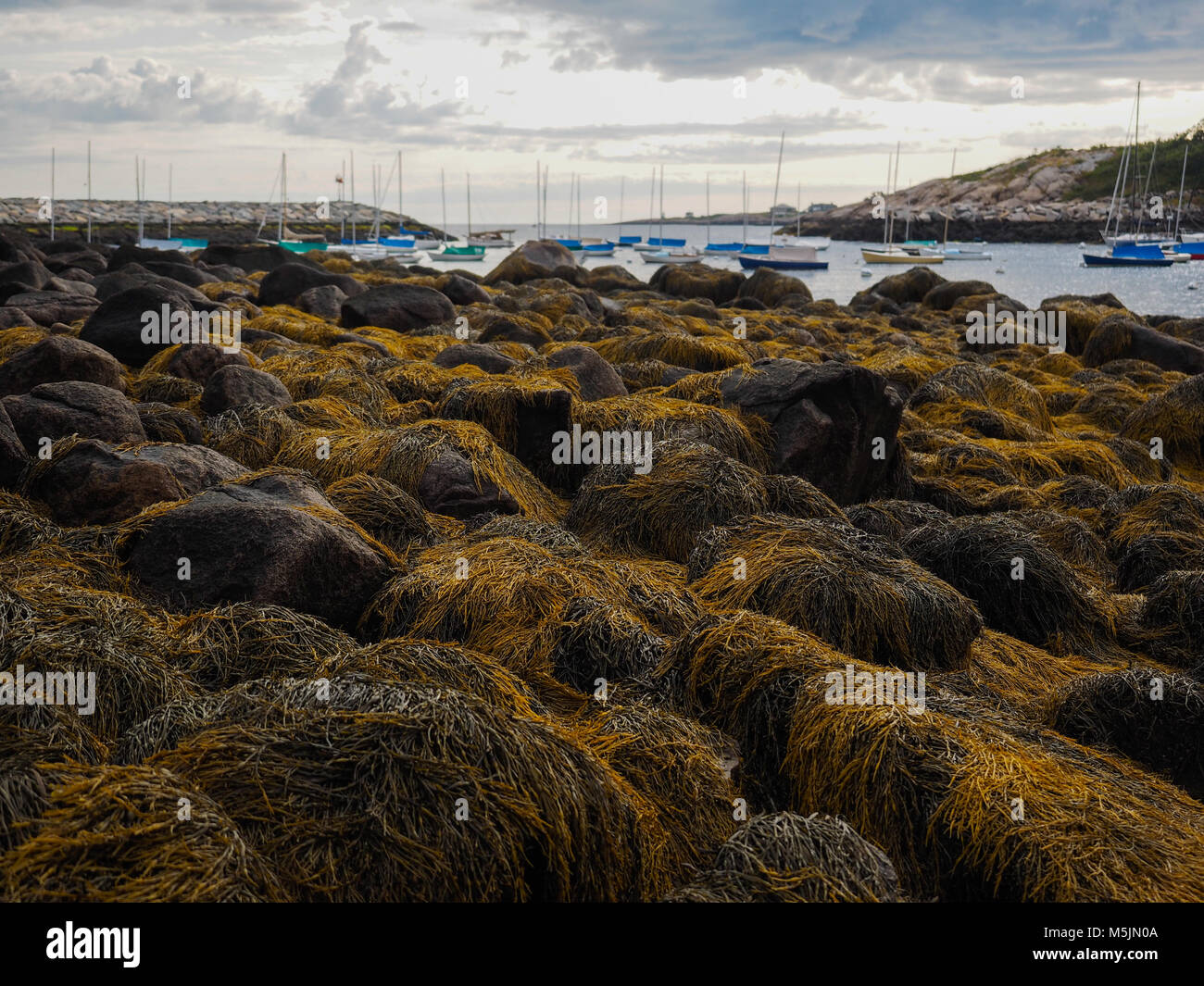 Low tide with seaweed covered rocks in the harbor at Rockport MA Stock