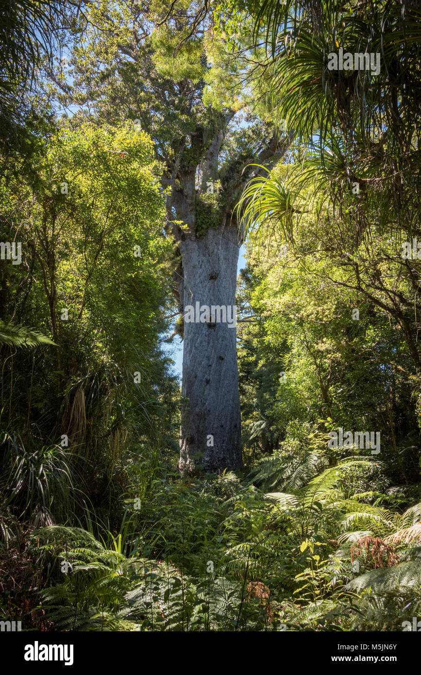 Giant kauri tree hires stock photography and images Alamy