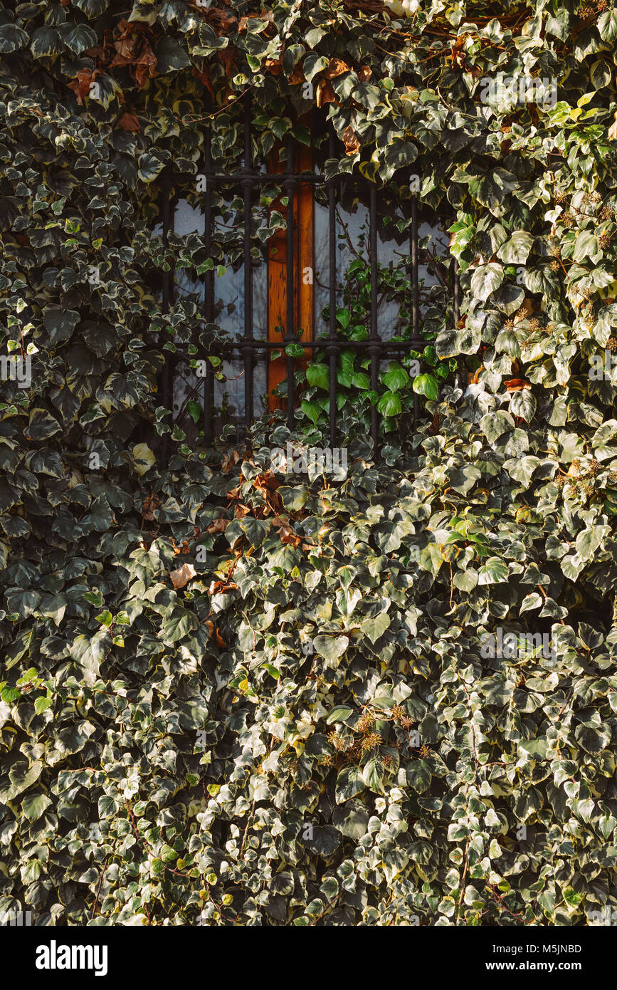 View of a closed window and of a wall, covered with ivy Stock Photo