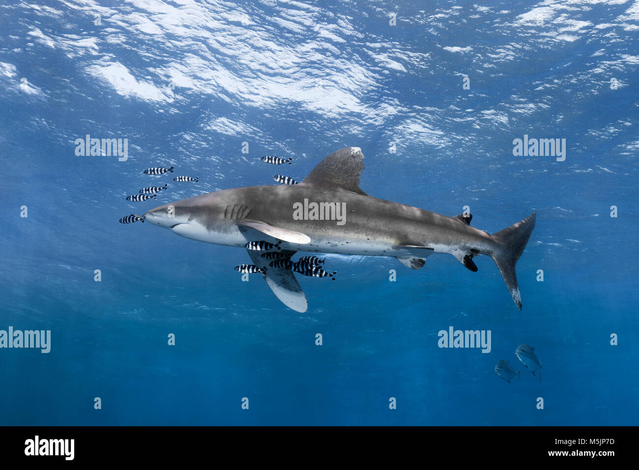 Oceanic whitetip shark (Carcharhinus longimanus) surrounded by Pilot Fishes (Naucrates ductor) floats in the open sea,Red Sea Stock Photo