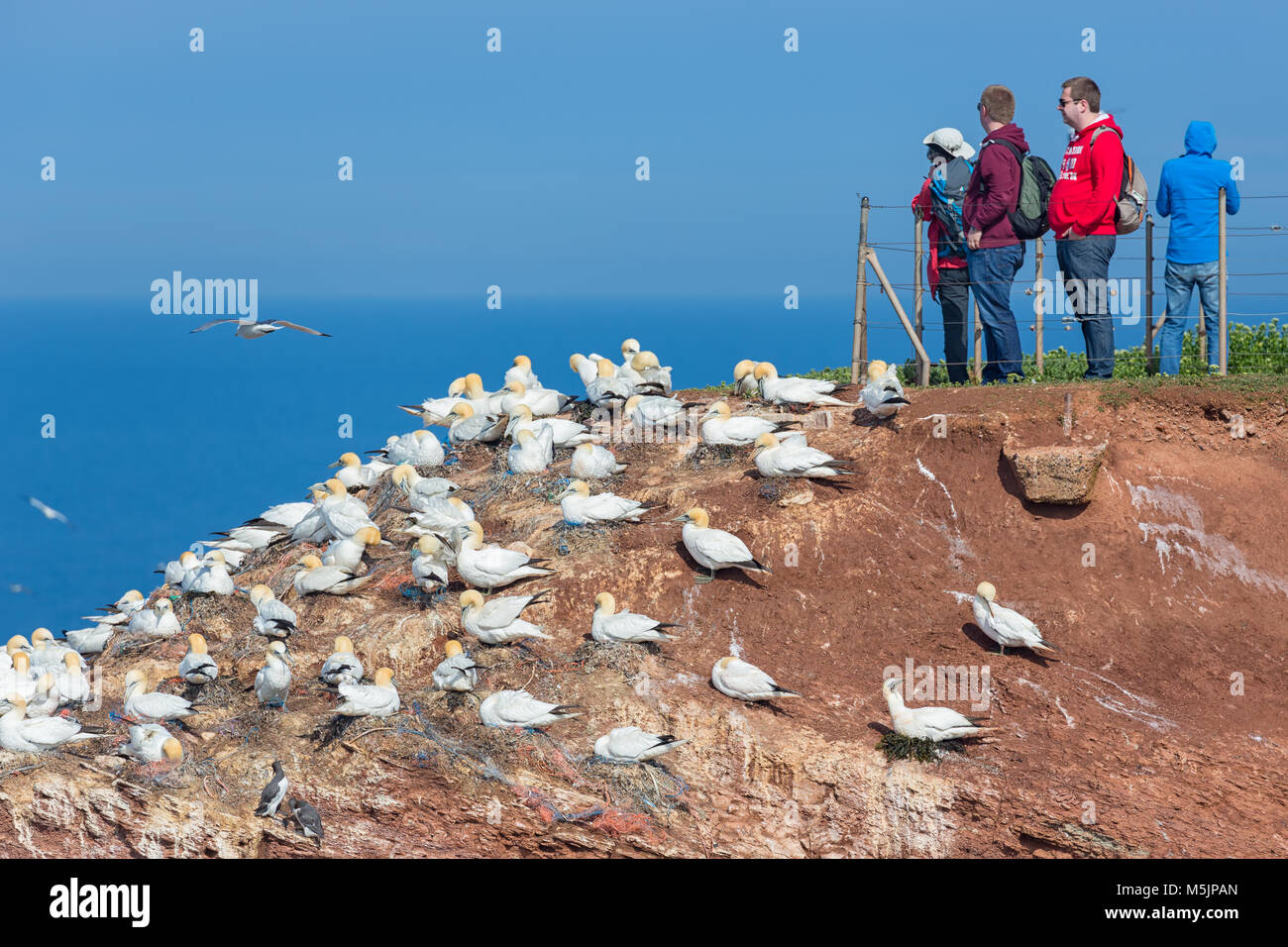 People looking at Northern Gannets at German island Helgoland Stock Photo