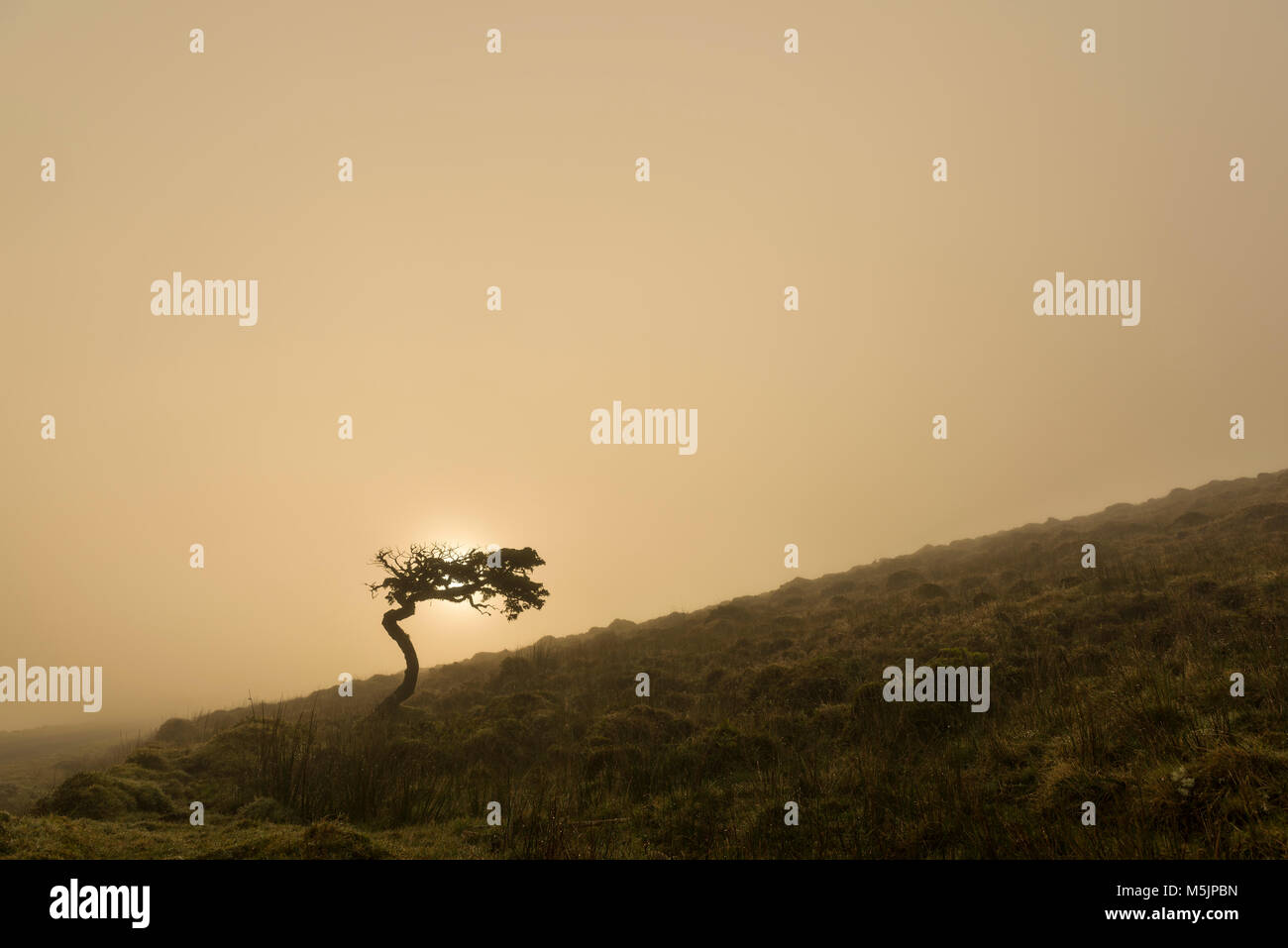 Single tree,windswept tree,in a meadow in front of foggy morning sky,island of Pico,Azores,Portugal Stock Photo