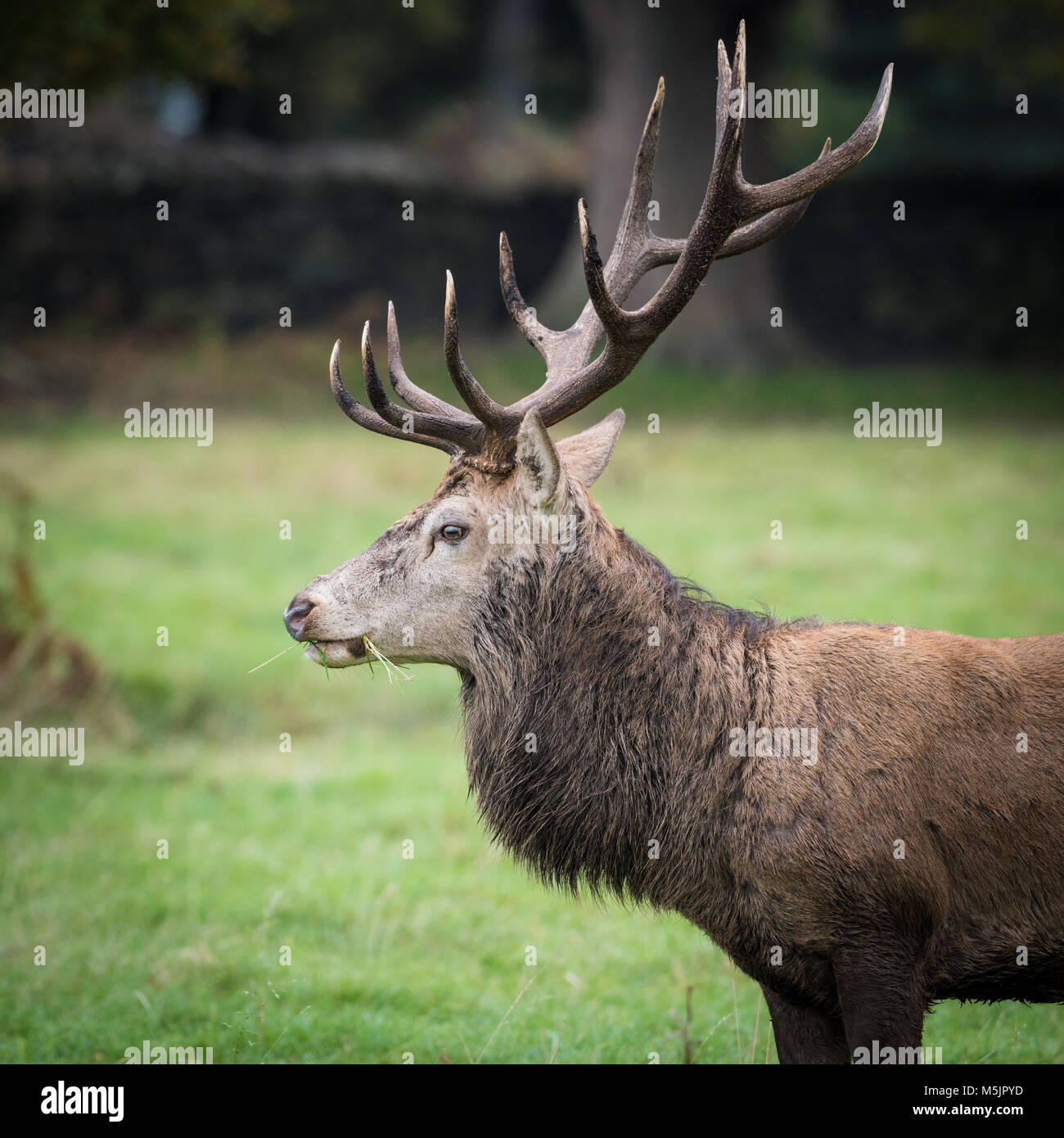 Impressive stag hires stock photography and images Alamy