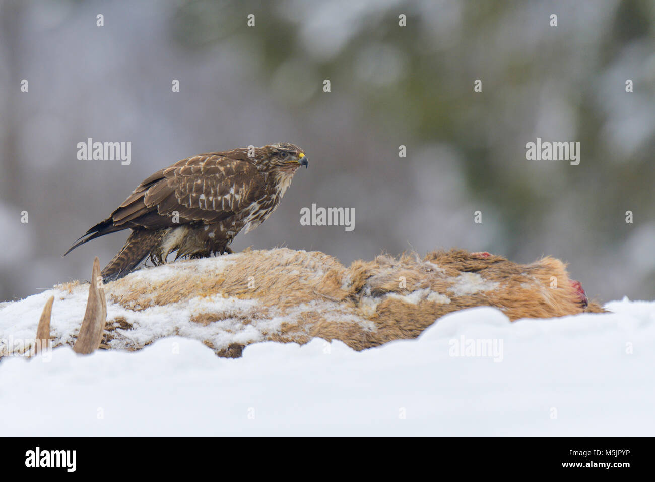 Steppe buzzard (Buteo buteo) sits on carcass of a red deer in winter,Tyrol,Austria Stock Photo