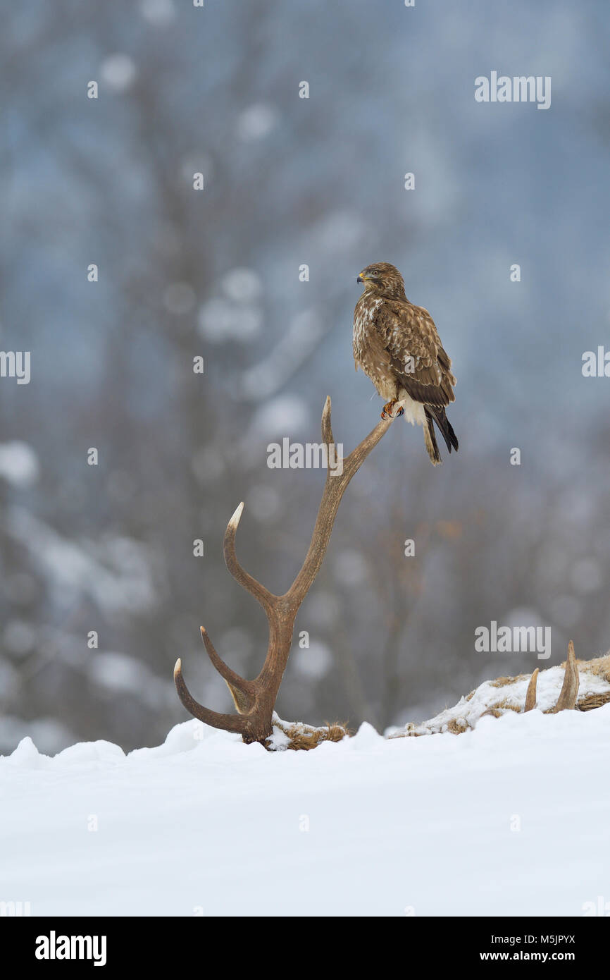 Steppe buzzard (Buteo buteo) sits on antler of a perishing red deer,Tyrol,Austria Stock Photo
