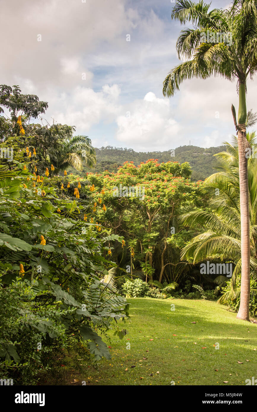 Flower Forest, Barbados, Caribbean Stock Photo - Alamy