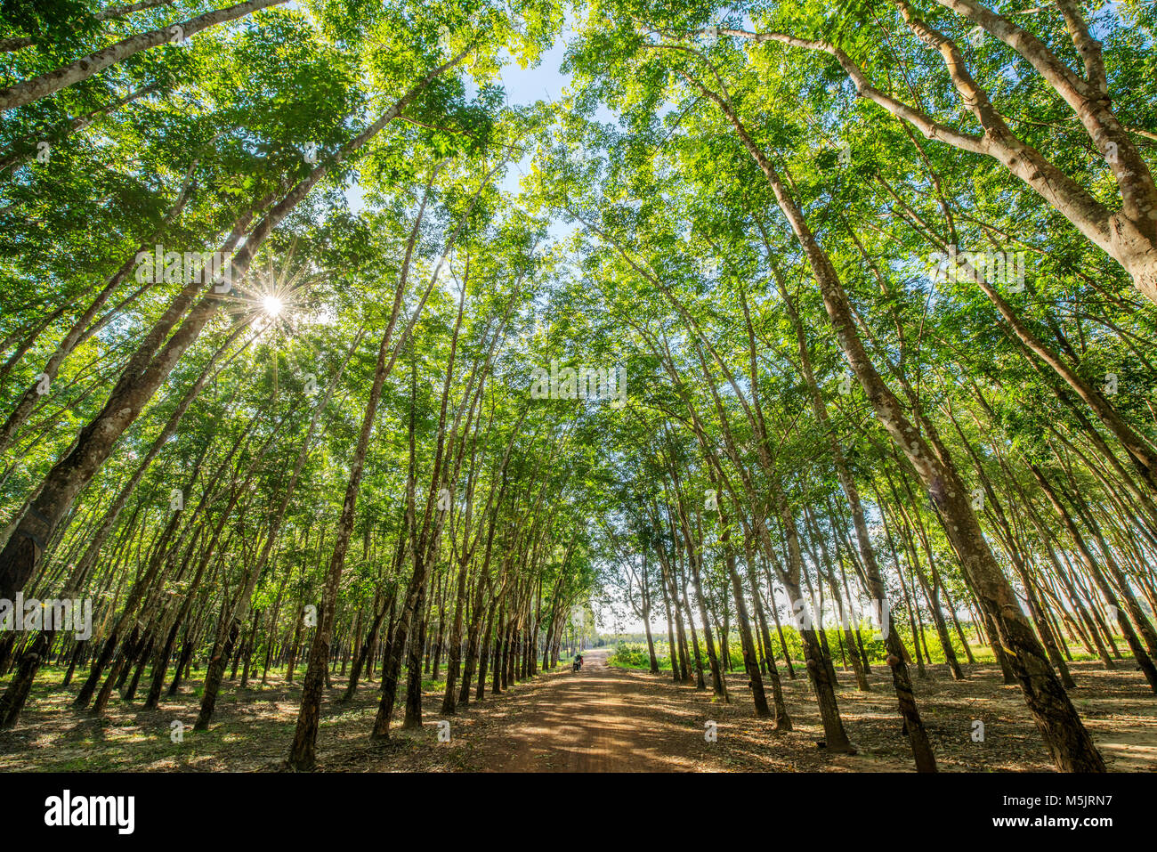 Top of rubber tree and rubber leaf and rubber plantation tree