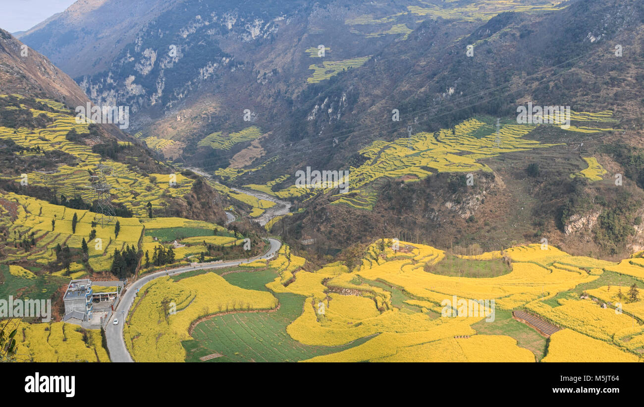 Canola field, rapeseed flower field with morning fog in Luoping, China, near Kunming Stock Photo