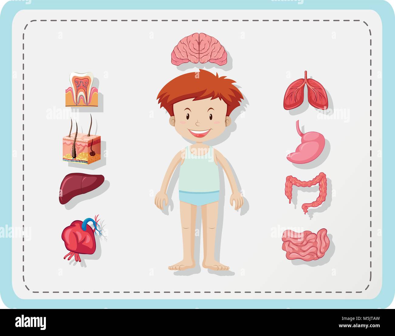 Boy and different parts of body illustration Stock Vector