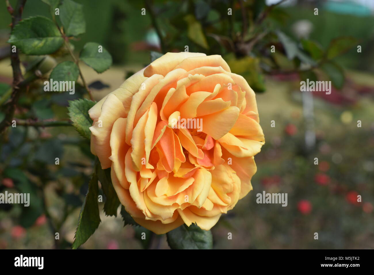 Rose Garden, Ooty Stock Photo