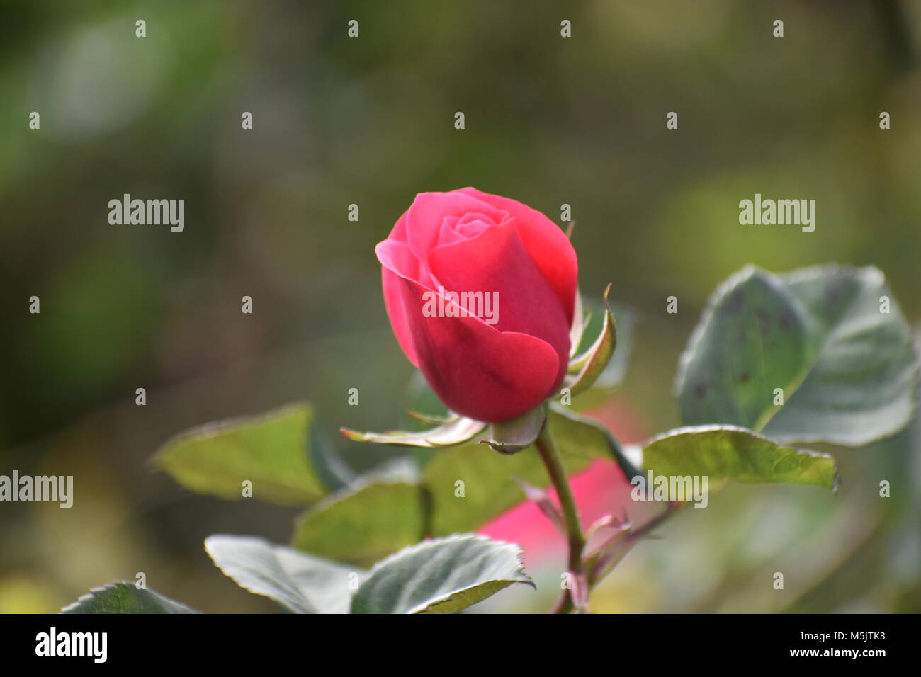 Rose Garden, Ooty Stock Photo