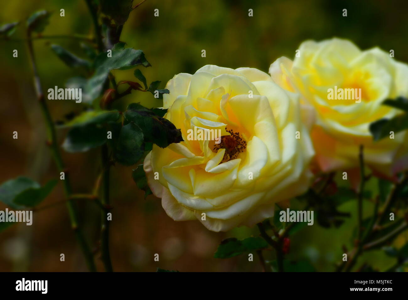 Rose Garden, Ooty Stock Photo Alamy