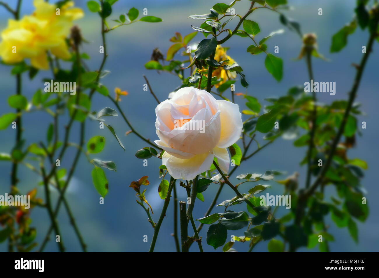 Ooty rose garden hires stock photography and images Alamy