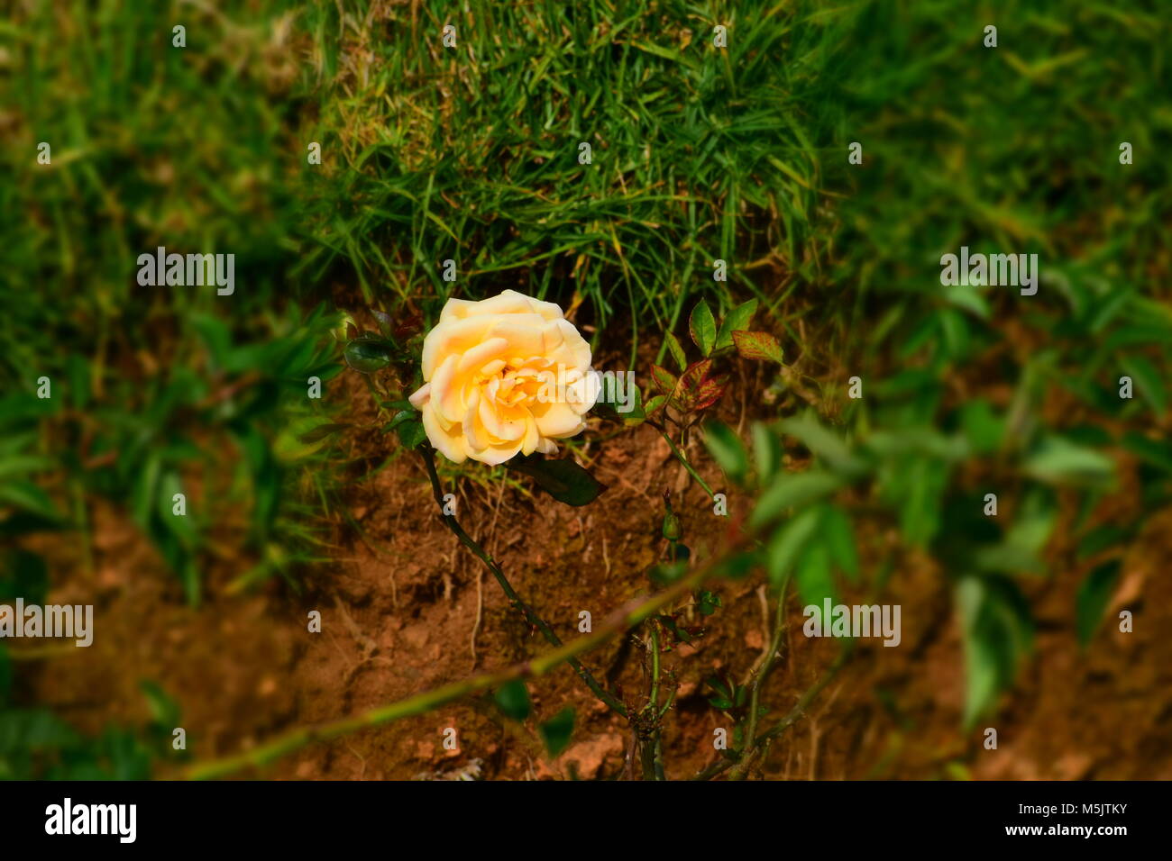 Rose Garden, Ooty Stock Photo