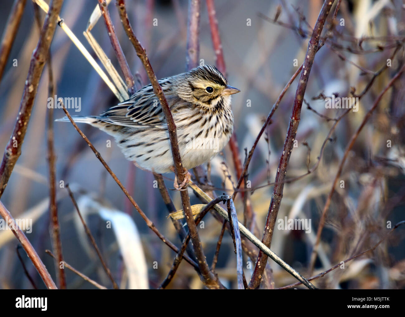 Savannah Sparrow - Passerculus sandwichensis - Perched on a branch with feathers fluffed Stock Photo